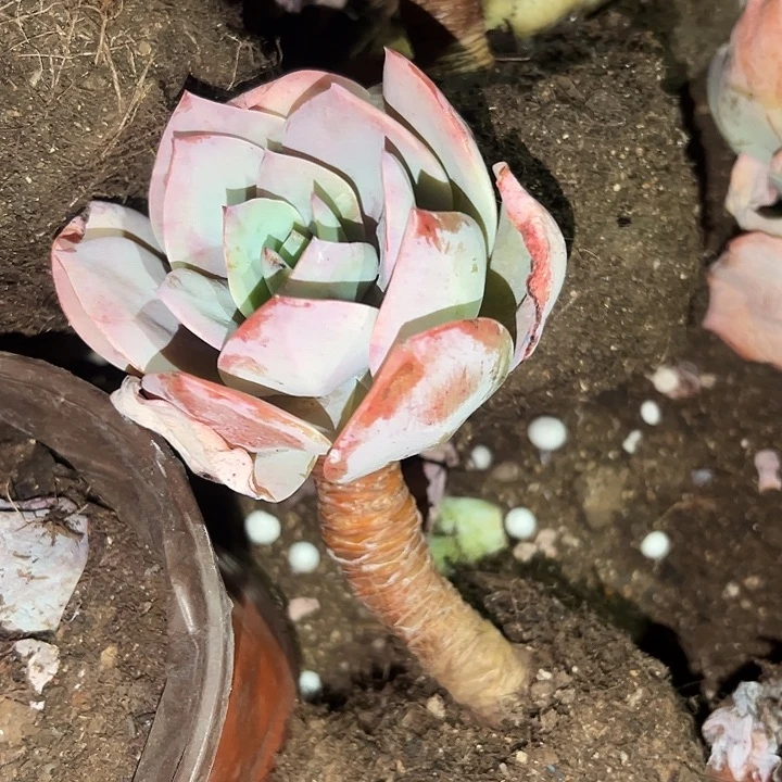 雪凤单头老桩。