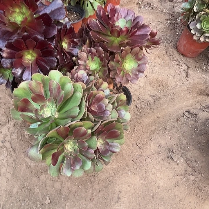 008多肉植物瑕疵特价，