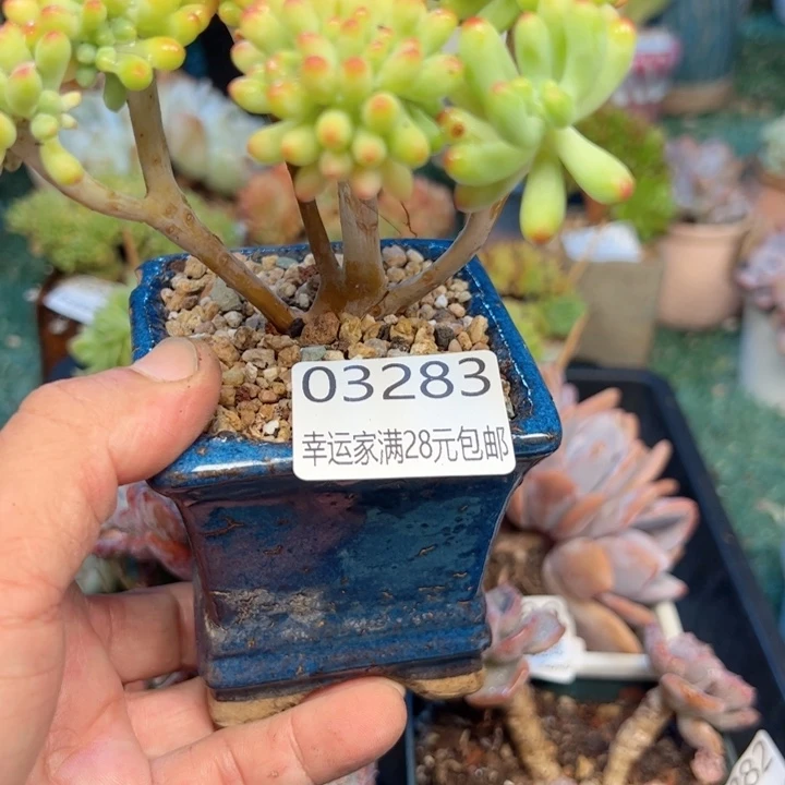 幸运的是我的朋友们