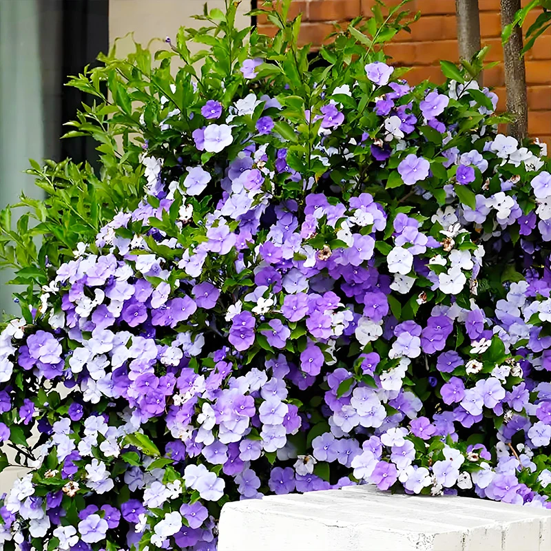 【爆盆苗】双色茉莉盆栽大苗鸳鸯茉莉浓香阳台庭院四季开花常绿好养