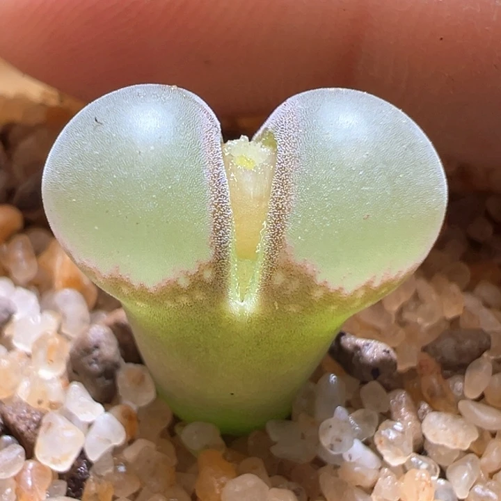 98.  优选四年母本b23.