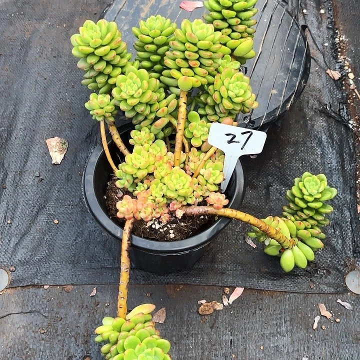 多肉植物，香格里拉27号