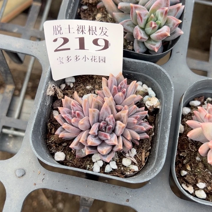 灼*伊卡鲁斯四头一颗量拍多肉满20包邮