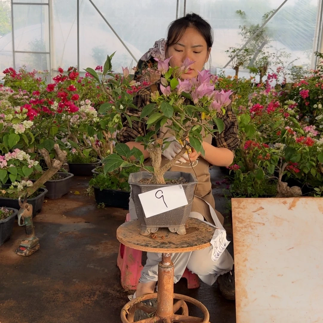 大部分花苞少量开放金夫人 9