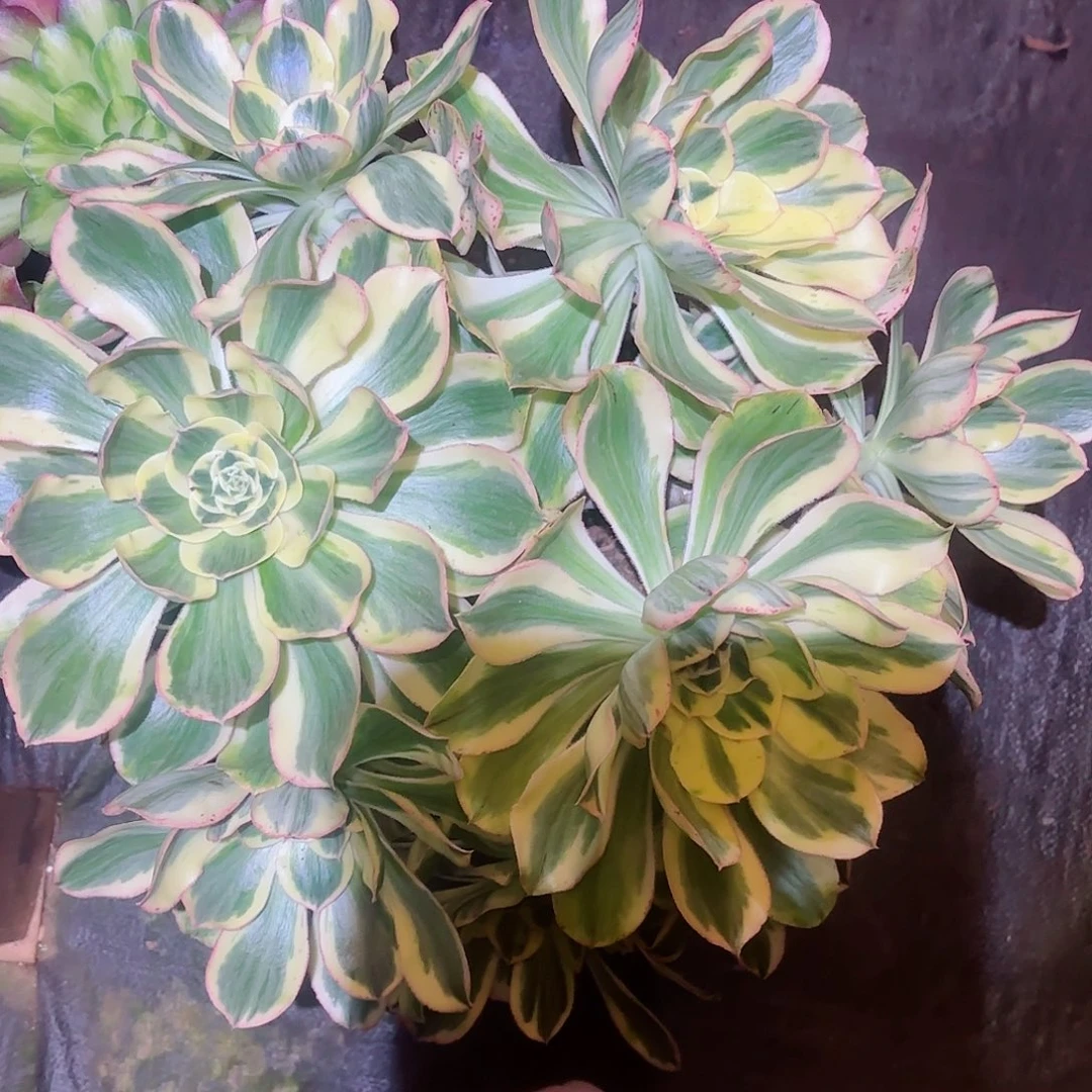 我在外面吃饭8888