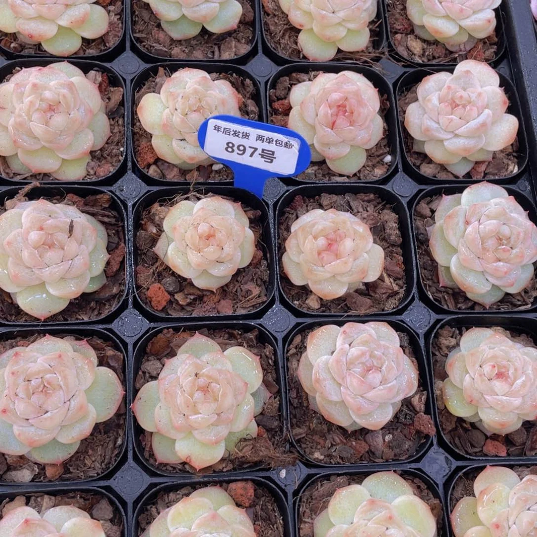 897号丸叶优选粉钻单头一个