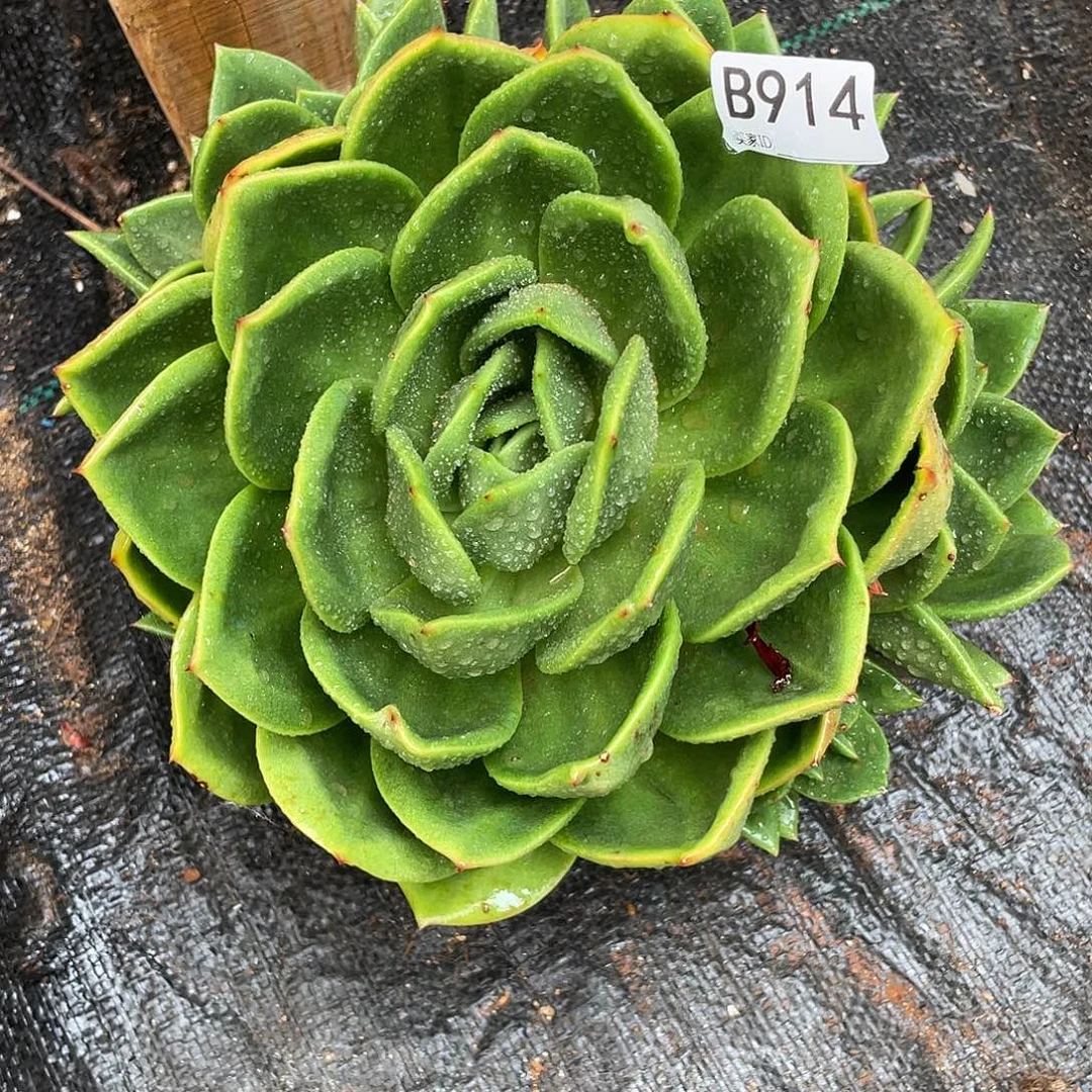 若如东云单拍B914