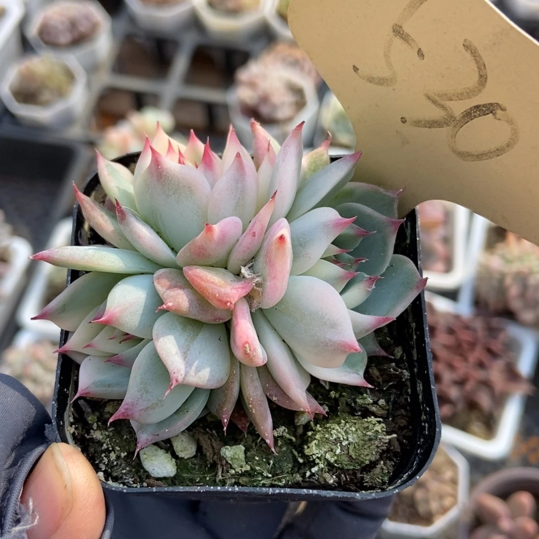 530吉娃娃锦多肉植物