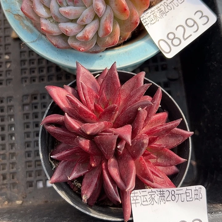 幸运儿的故事也是很