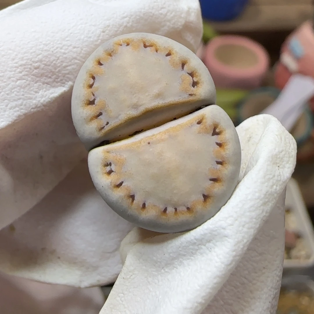 11.7. c216饼干.9003