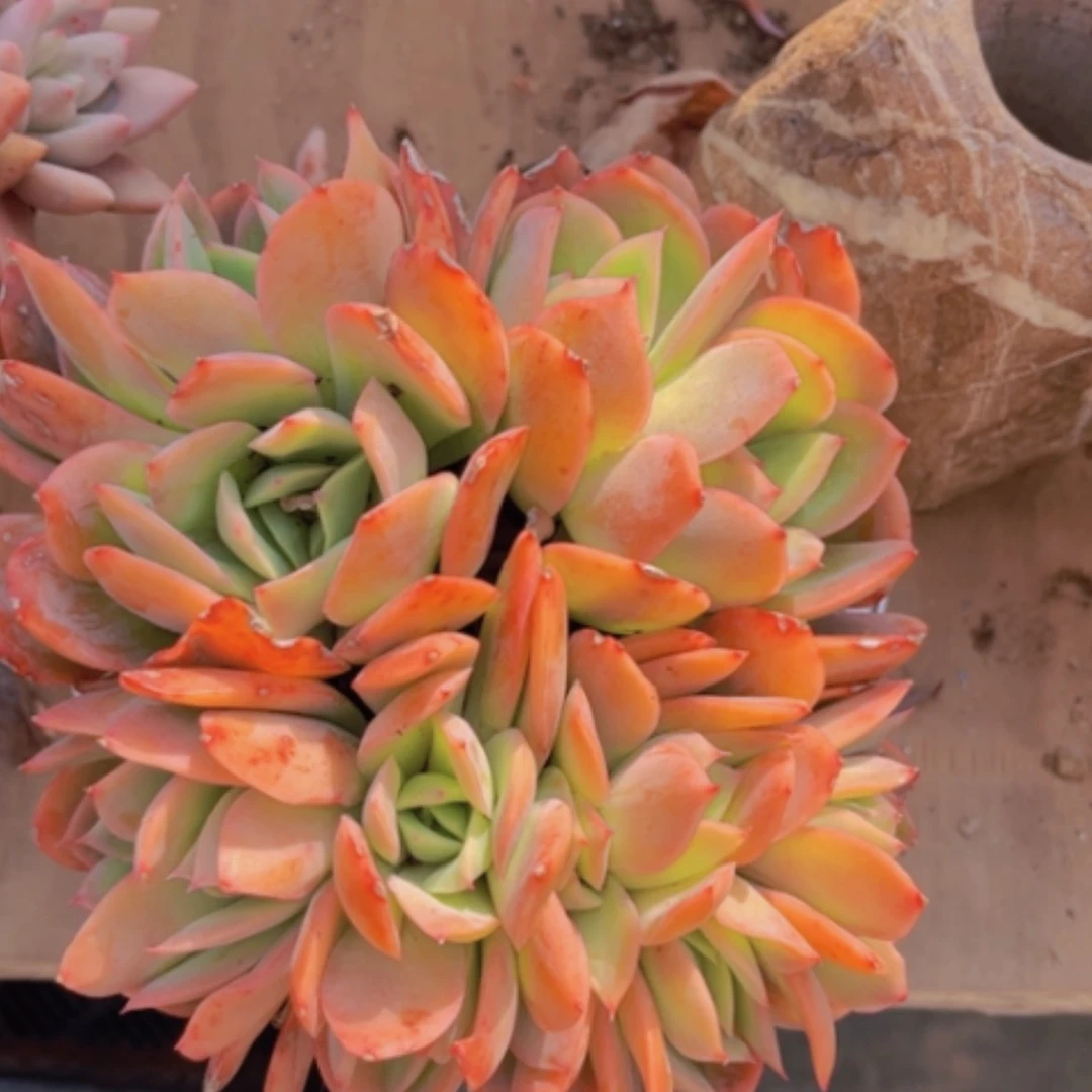 【闪购商品】绮罗朵朵13116