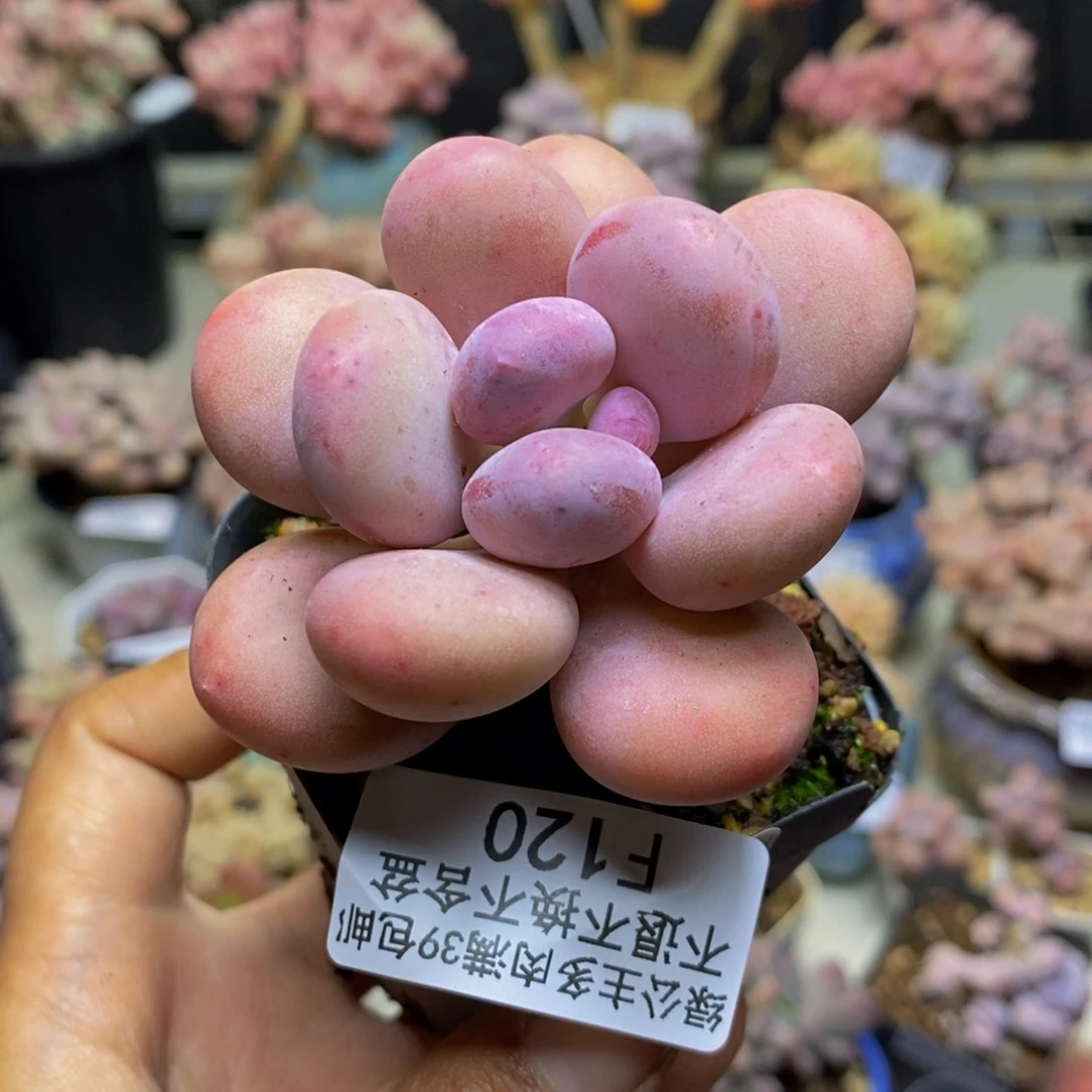 N****梦120彩虹奶多肉5c m