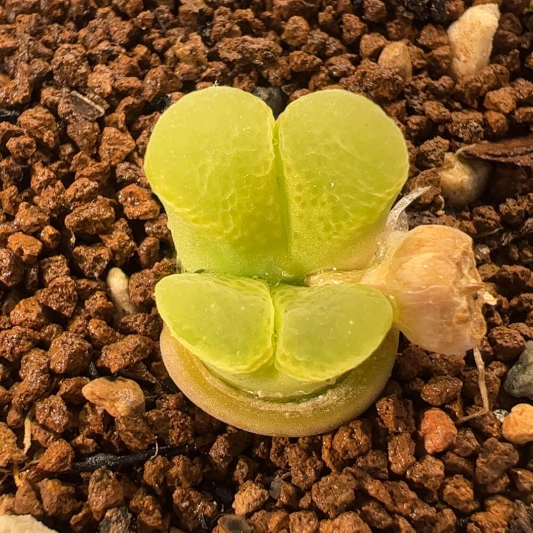 087多肉植物组合