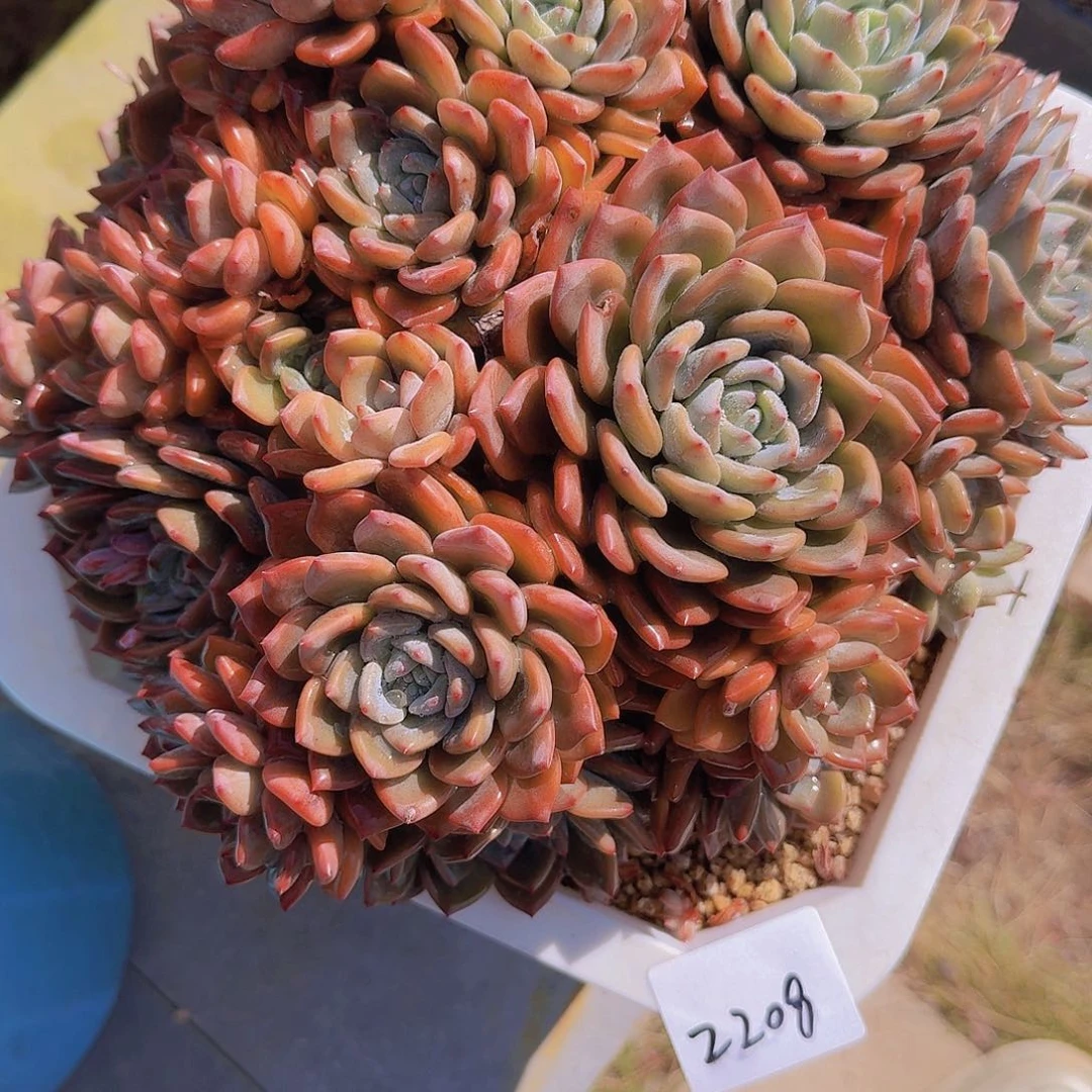 美**量2208美林哒多肉植物