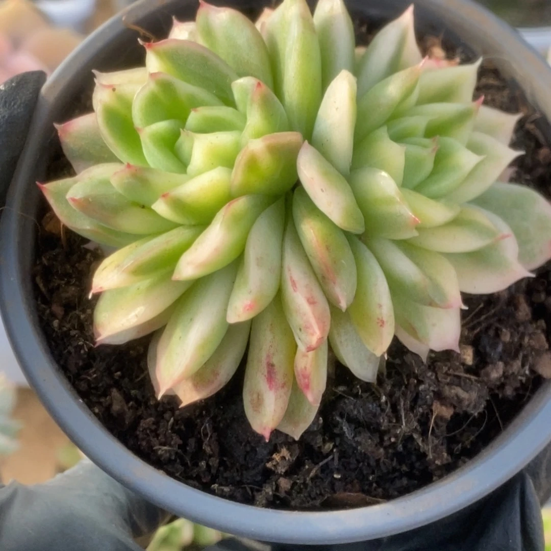 303东云杂锦锦锦锦锦