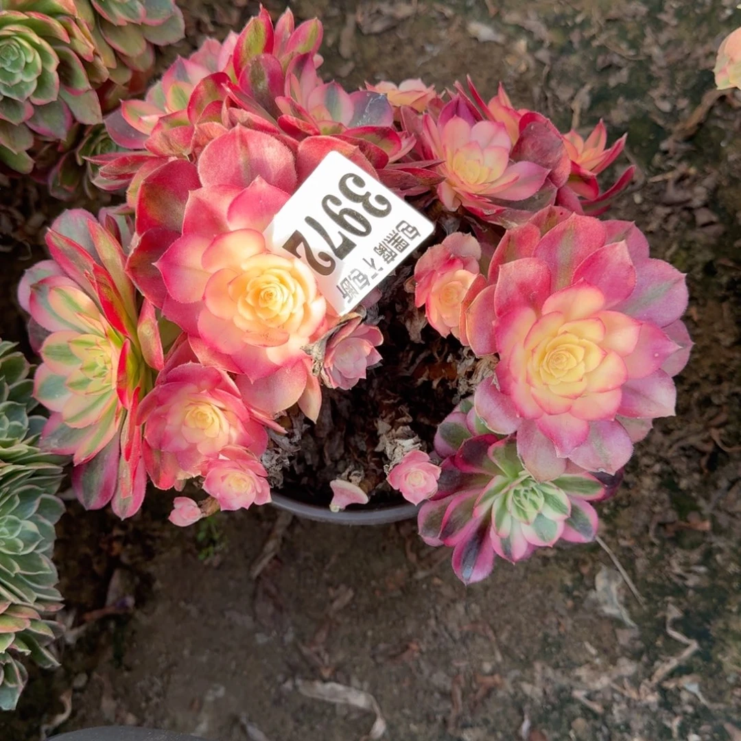 法师倾城3972 18-11