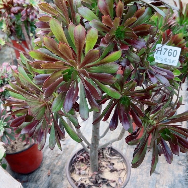 760黑法师多肉植物的