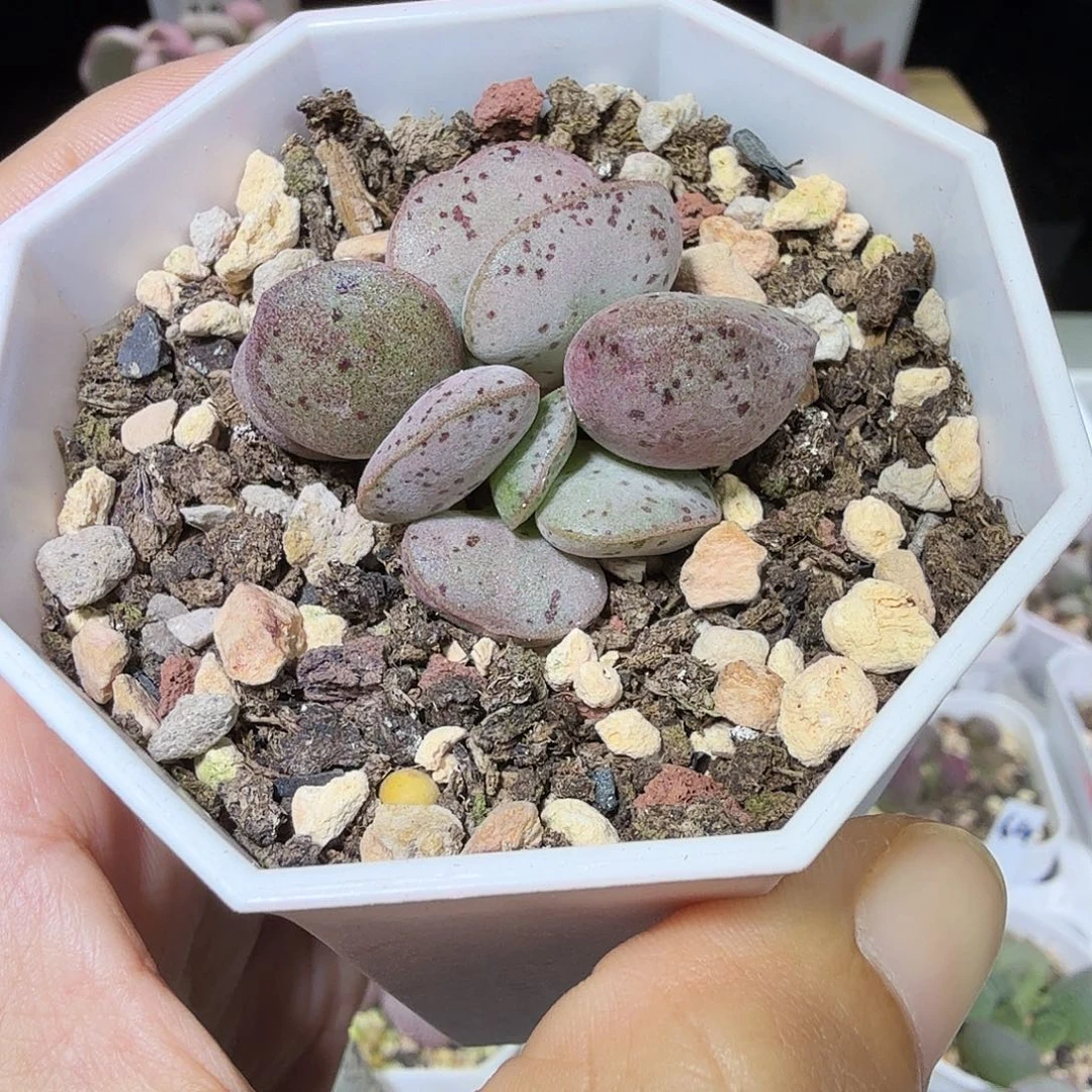 粉蛋水泡多肉植物