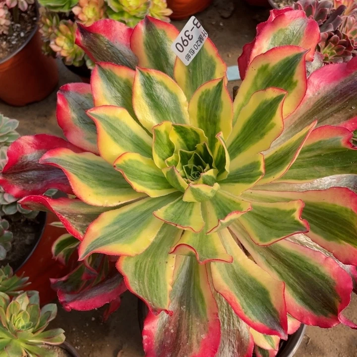 398魅影多肉1234467多肉