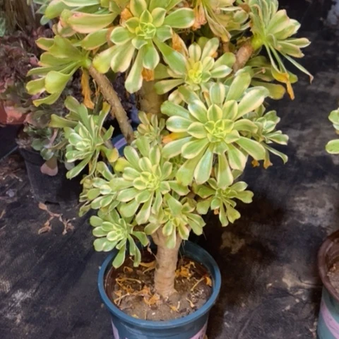 艳日伞14多肉植物法师