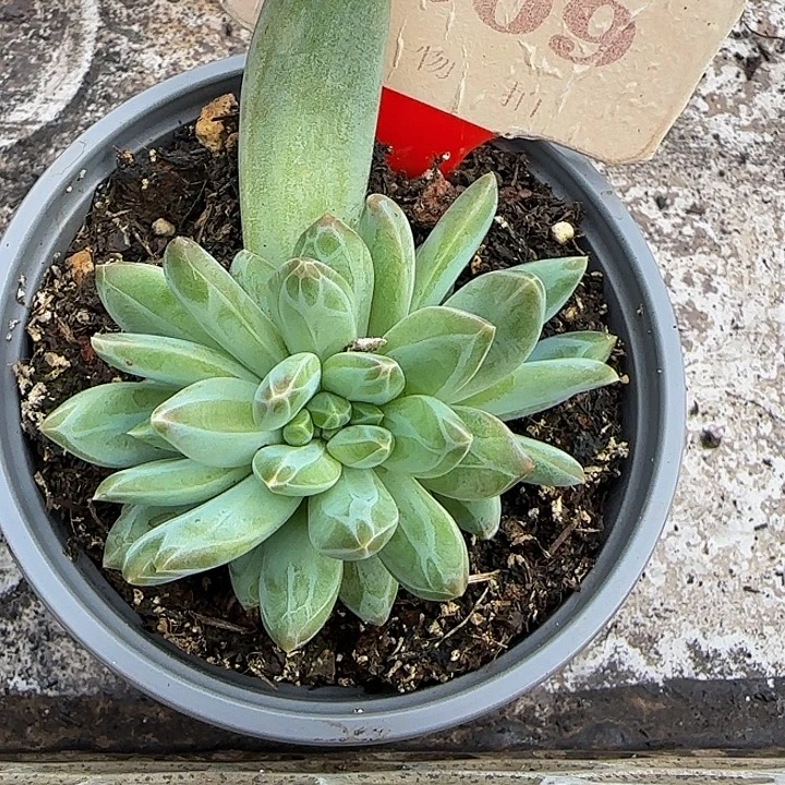 韦斯特曼609多肉植物
