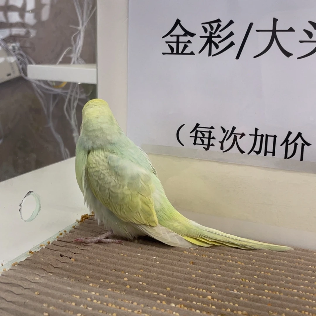 虎皮鹦鹉1111111111