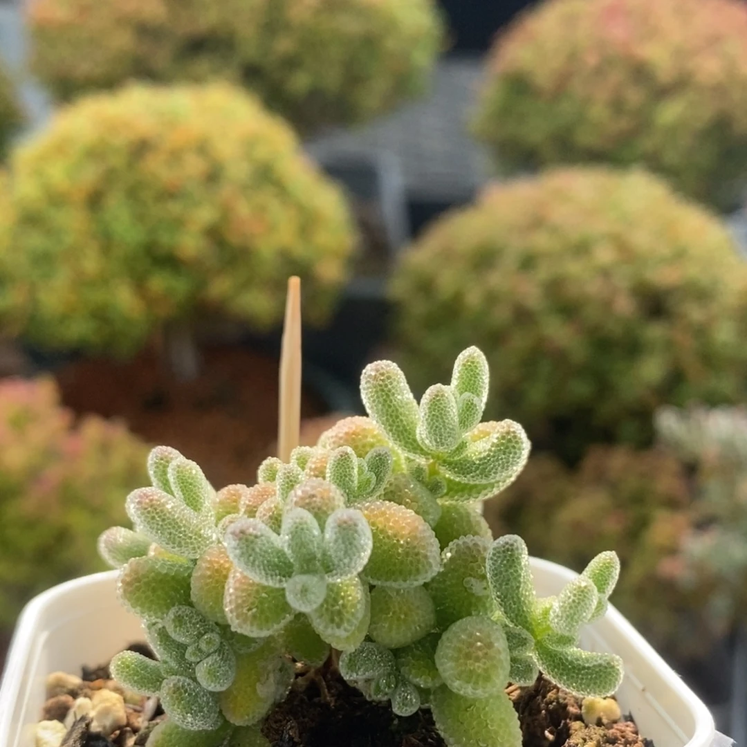 优选冰晶2326枝干番杏