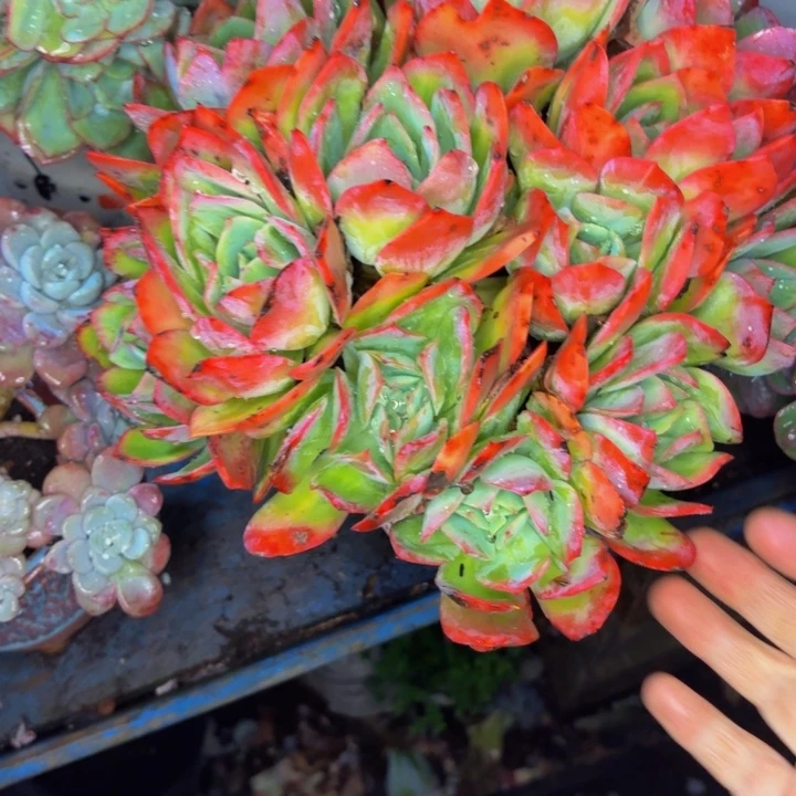 哥***越老桩精品肉肉绮罗仙子