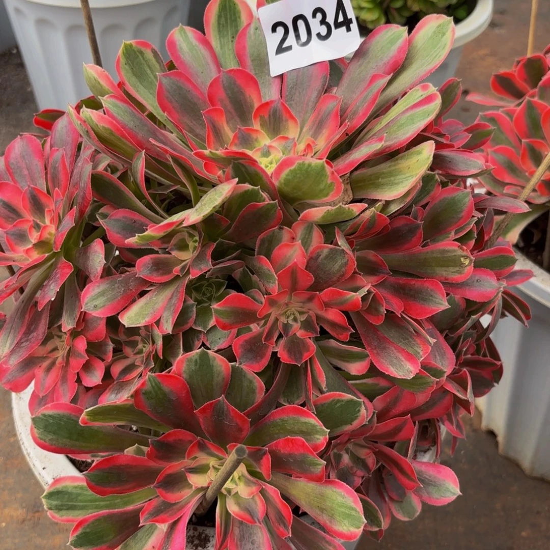 2034多肉植物男神法师