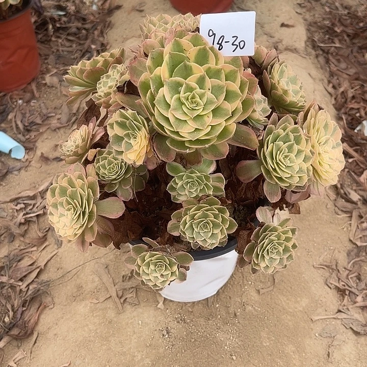 9-8-30火龙果法师锦多肉