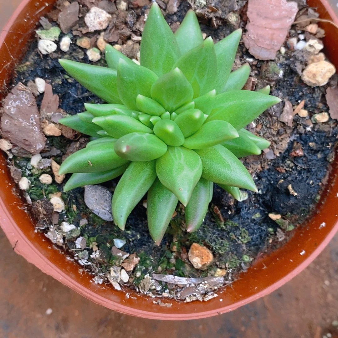 浅***夏完全开放多肉植物布丁缀