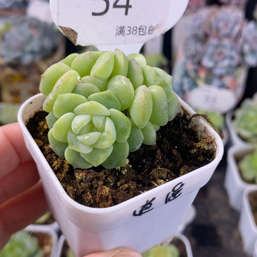 逍遥三头一颗54号