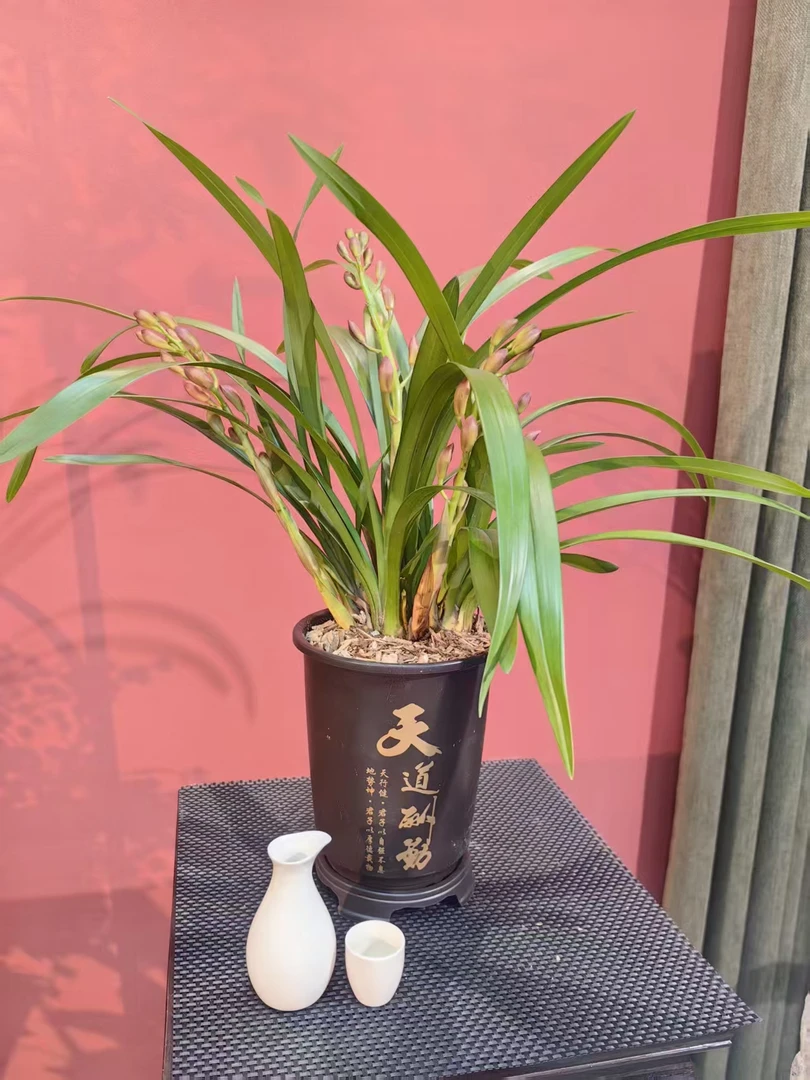 z（2-4支花剑）东方红荷 新手好养活室内阳台兰花盆栽基地直发