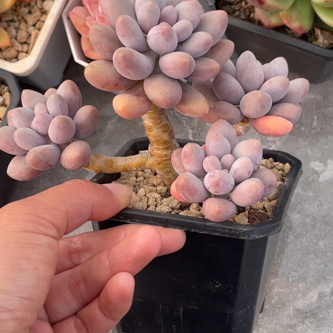 粉色恋人四头老桩