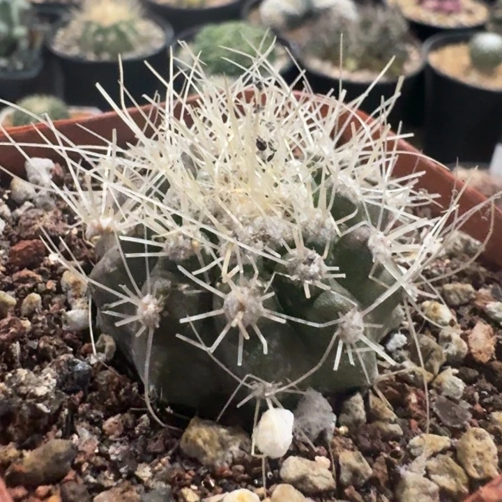 雷血玉自根仙人球