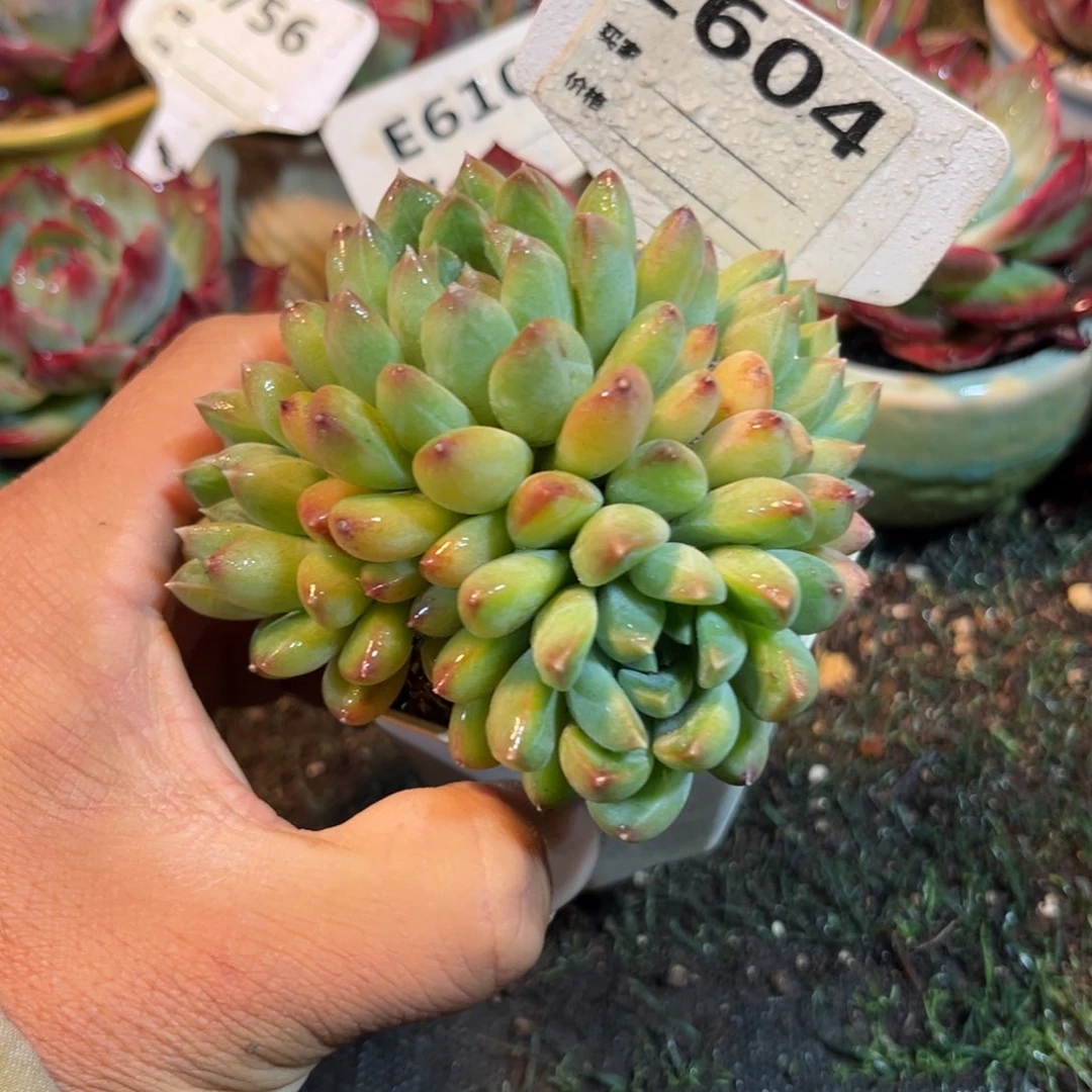 甲骨文多肉植物是同肉