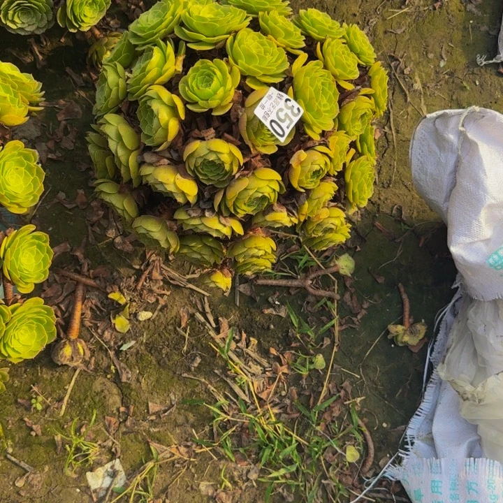 万圣节花29-53包邮花花