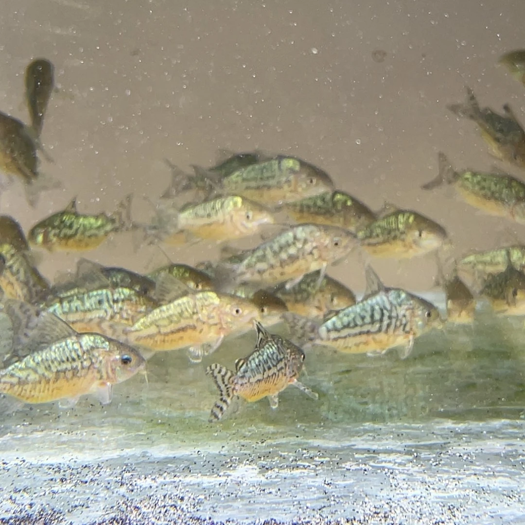 鼠鱼3只极品爆花葛依5-6cm 不包邮