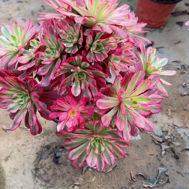 246舞天姬多肉植物