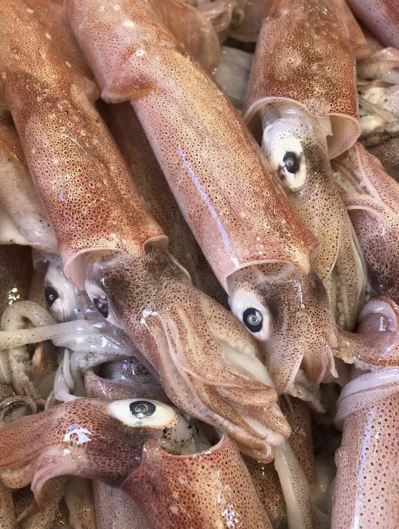 新鲜野生海捕带籽中管鱿鱼
