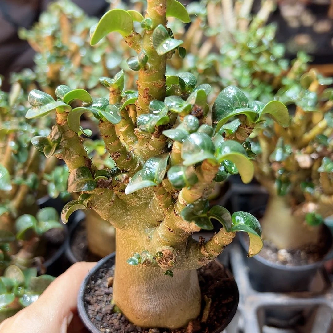 哥斯拉沙漠玫瑰8公分叶展带盆