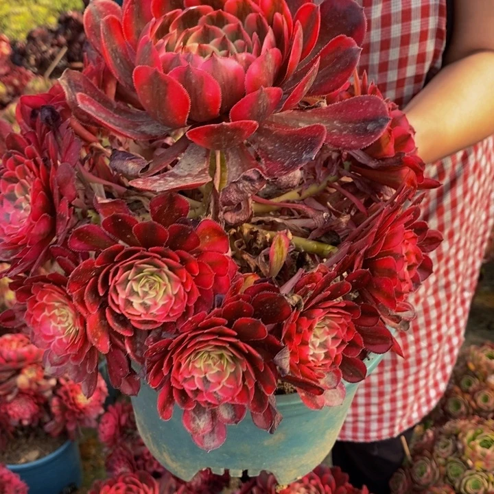 白月光一颗多肉植物