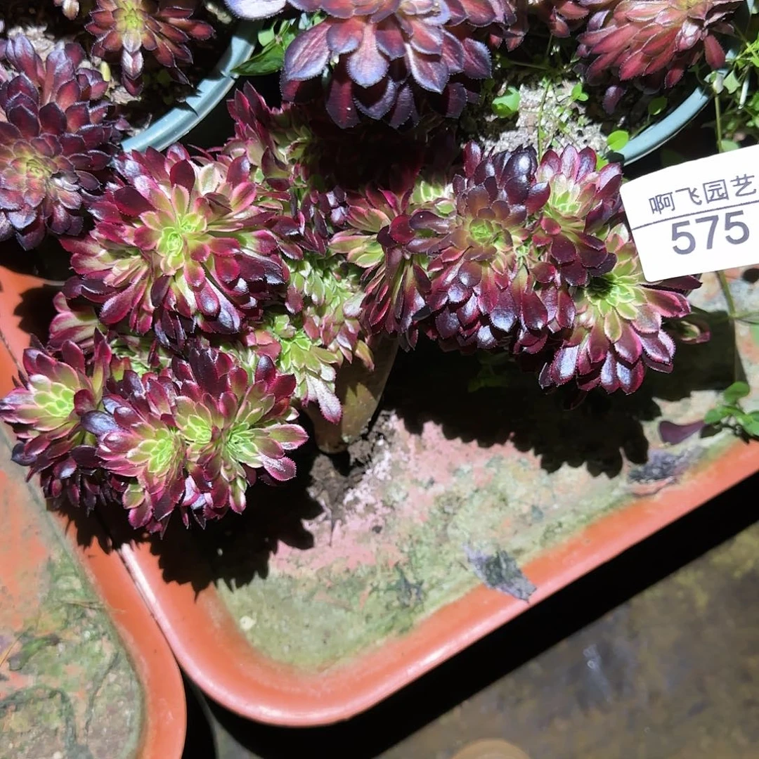 清**?575多肉 朝霞缀法师