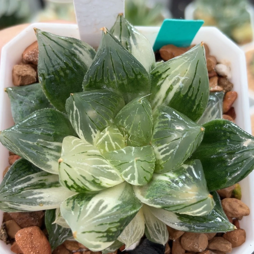 122灯芯玉露锦。