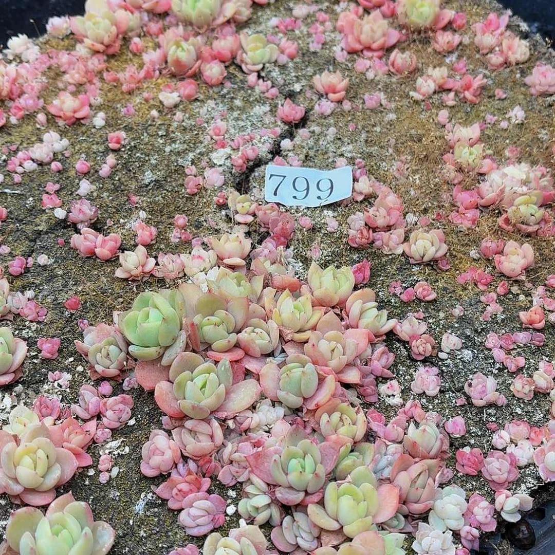 多肉植物多肉植物799