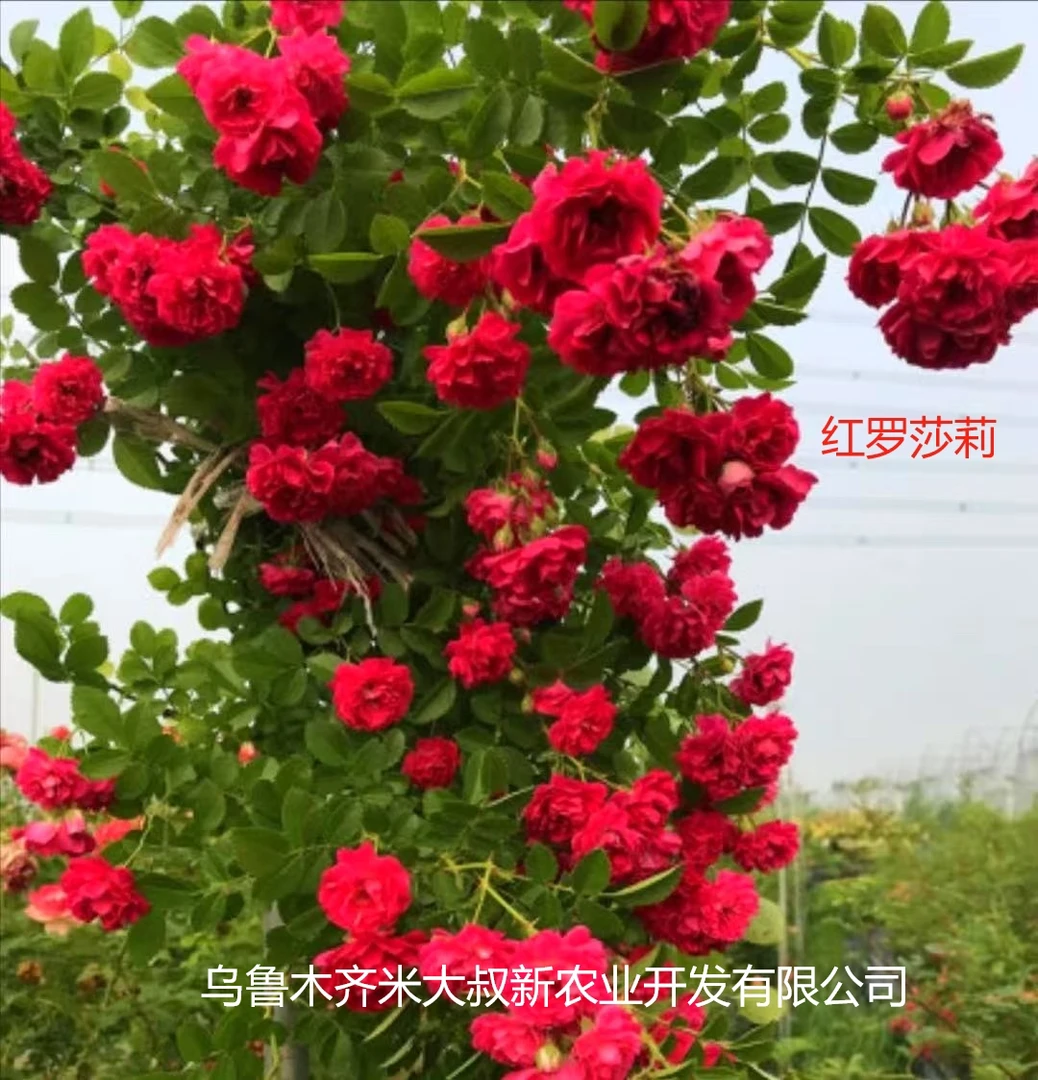 俄罗斯抗寒月季三季开花零下30摄氏度能过冬红罗莎莉小苗新鲜花卉