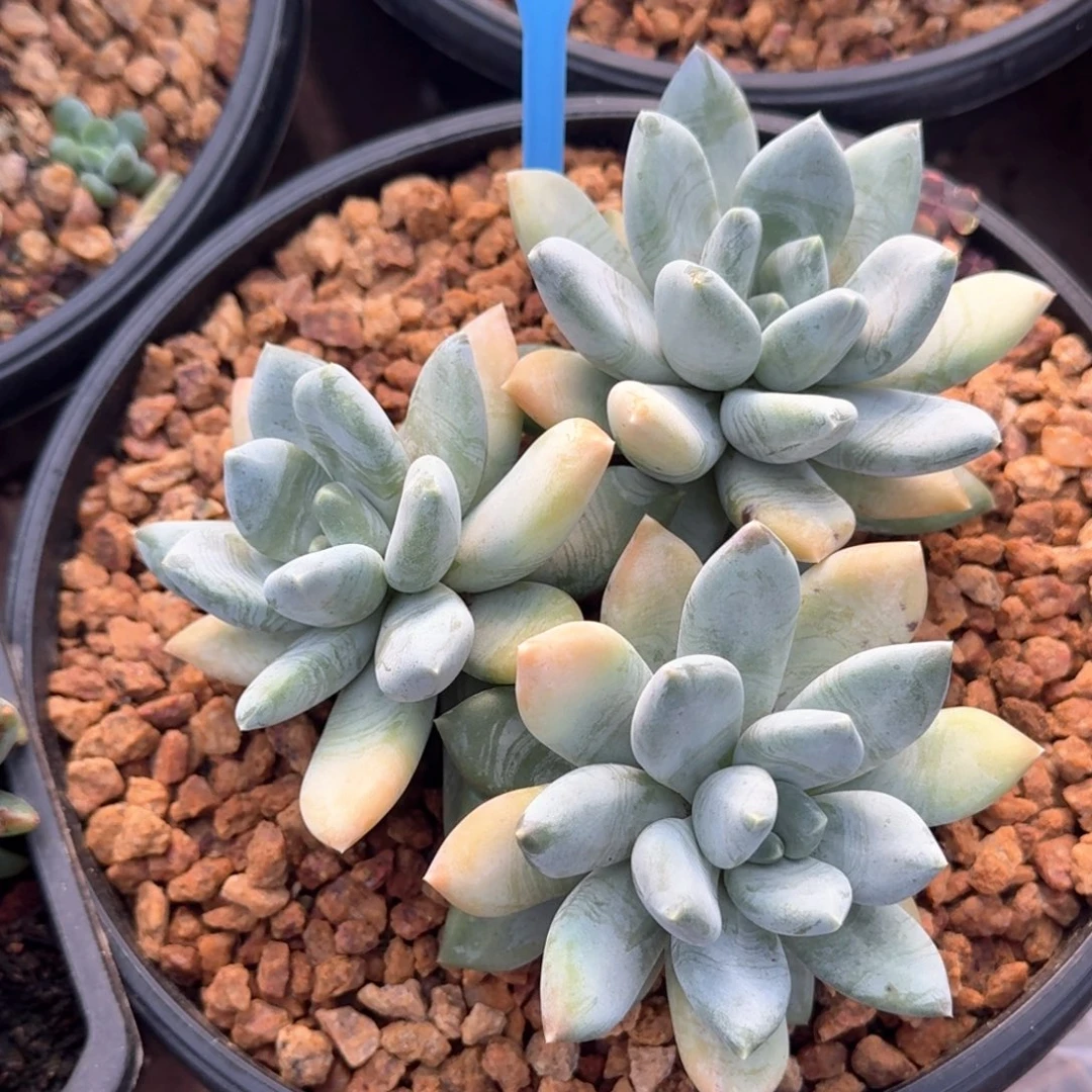 七彩三色多肉植物024