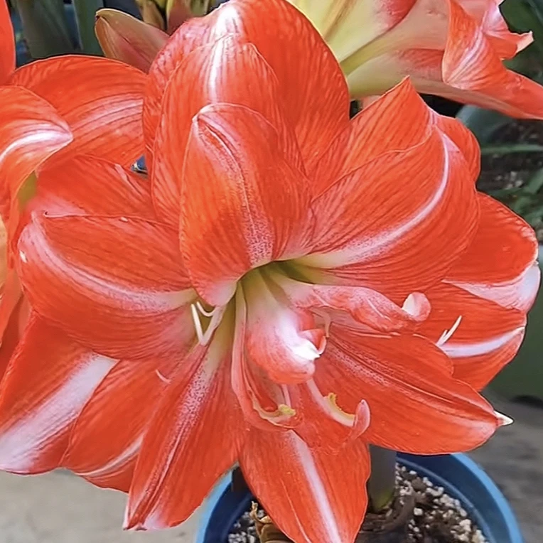 蒂卡梦华橙红色大花，花量多