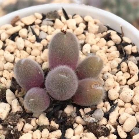 多肉肉锥 小美毛球