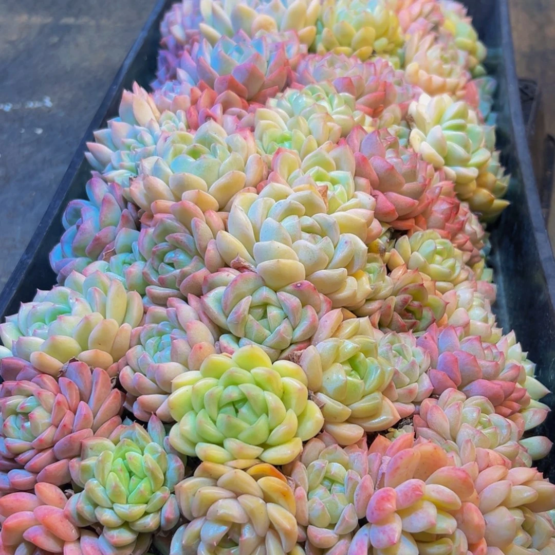 656多肉葡萄的味道是真的很